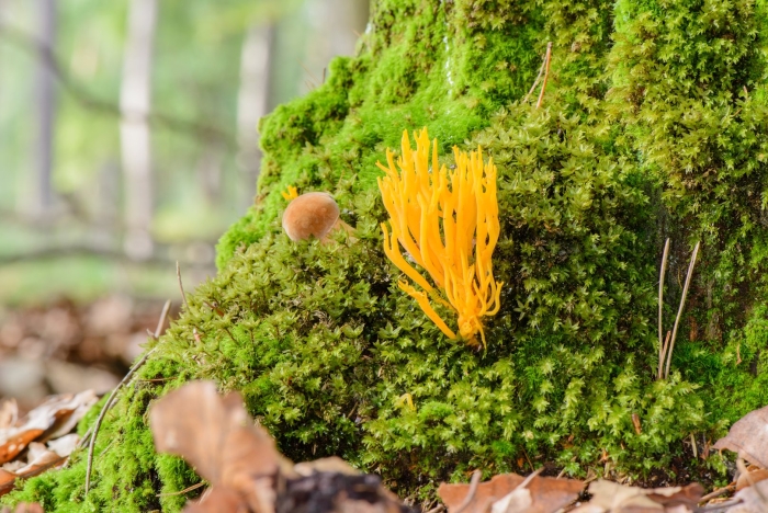 Мхи лишайники грибы