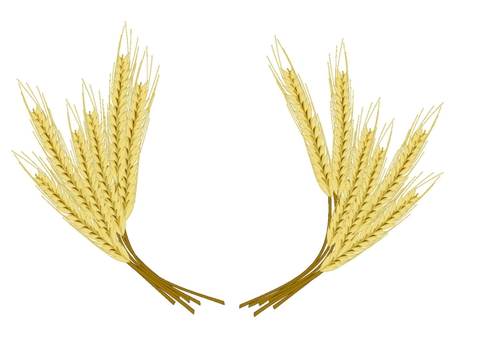 Колоски пшеницы