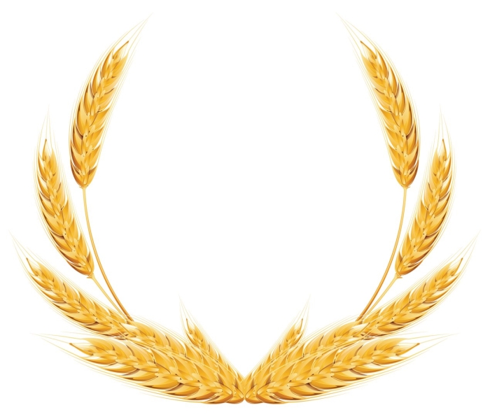 Колосья пшеницы на прозрачном фоне