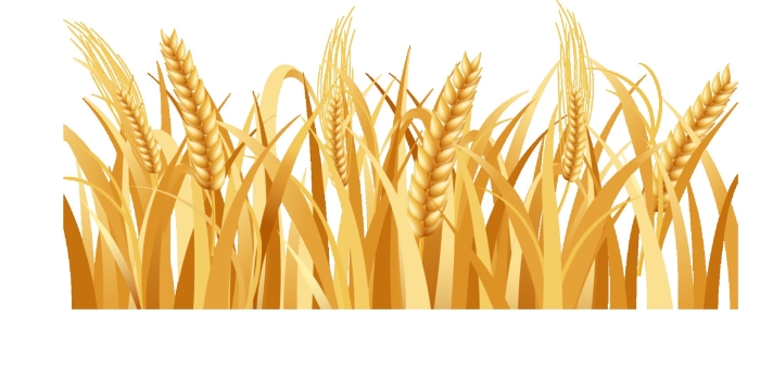 Колос пшеница
