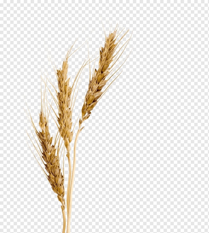 Колос пшеницы сбоку