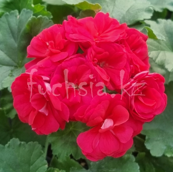 Пеларгония анна каренина