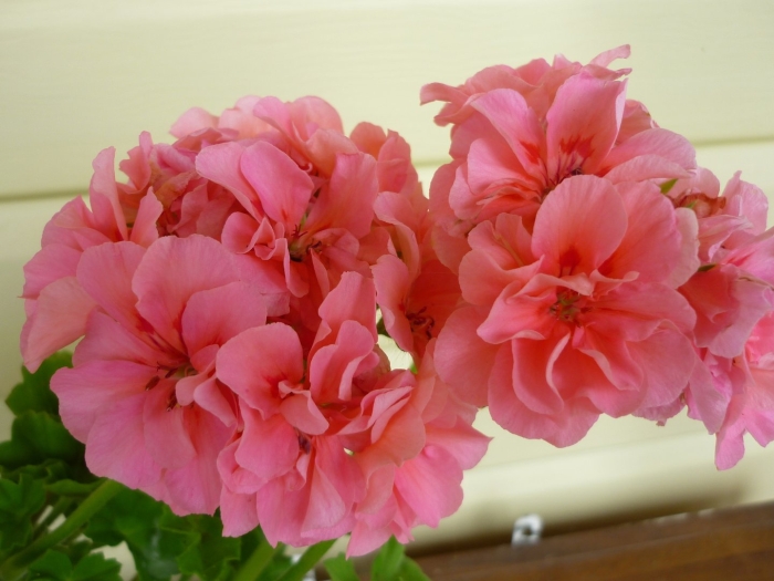 Santa maria centennial пеларгония