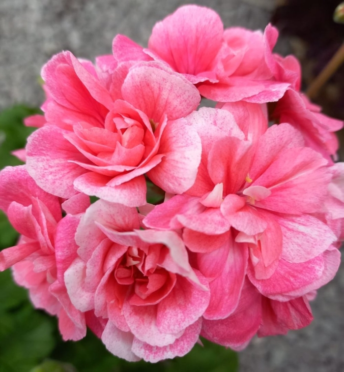 Юв византия пеларгония