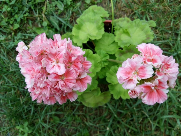 Пеларгония monsaldale