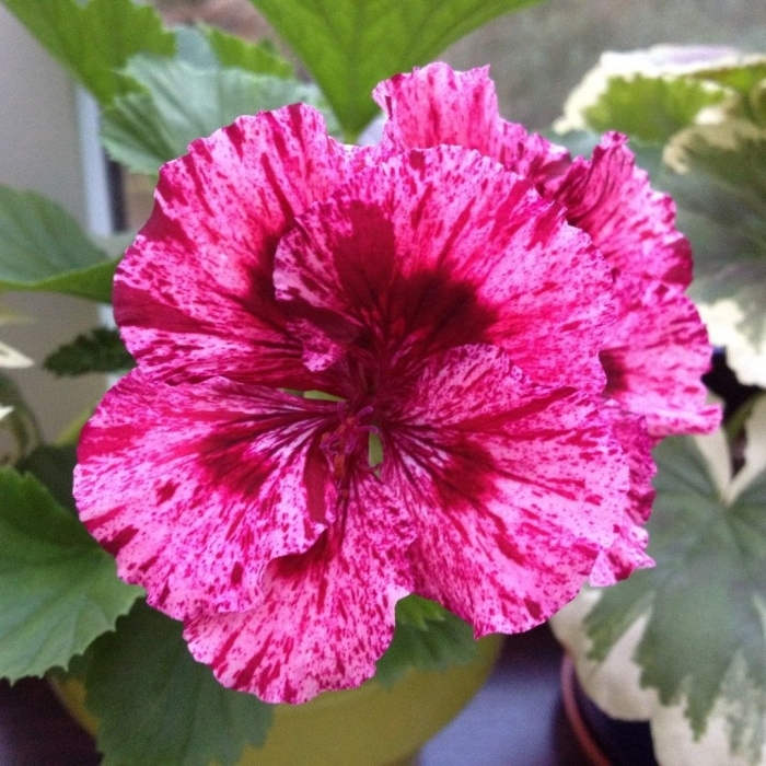 Королевская пеларгония