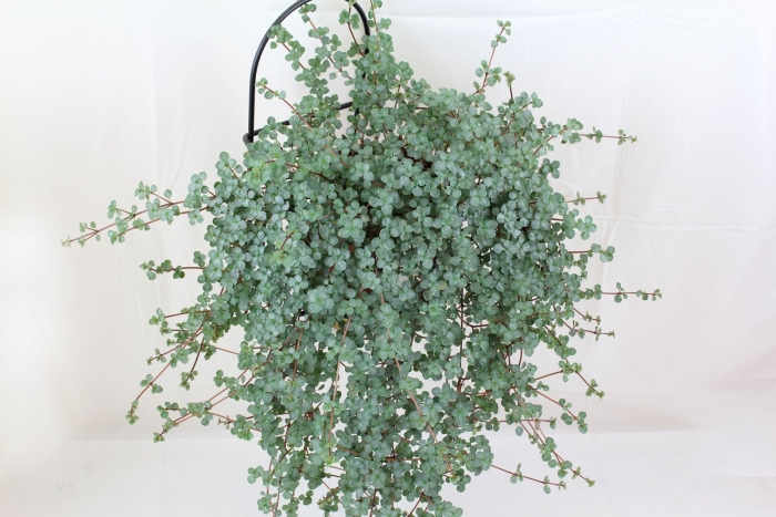 Пилея ливанская