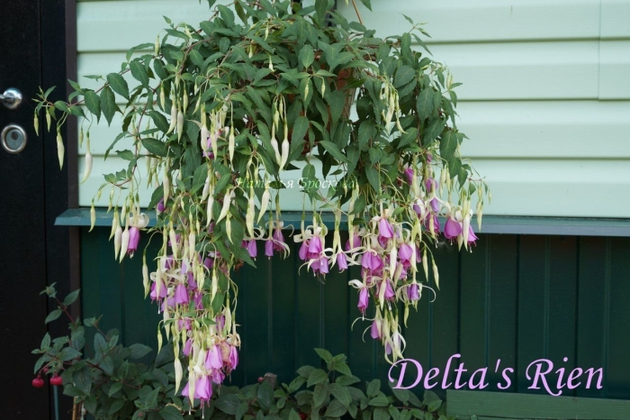 Фуксия deltas rein