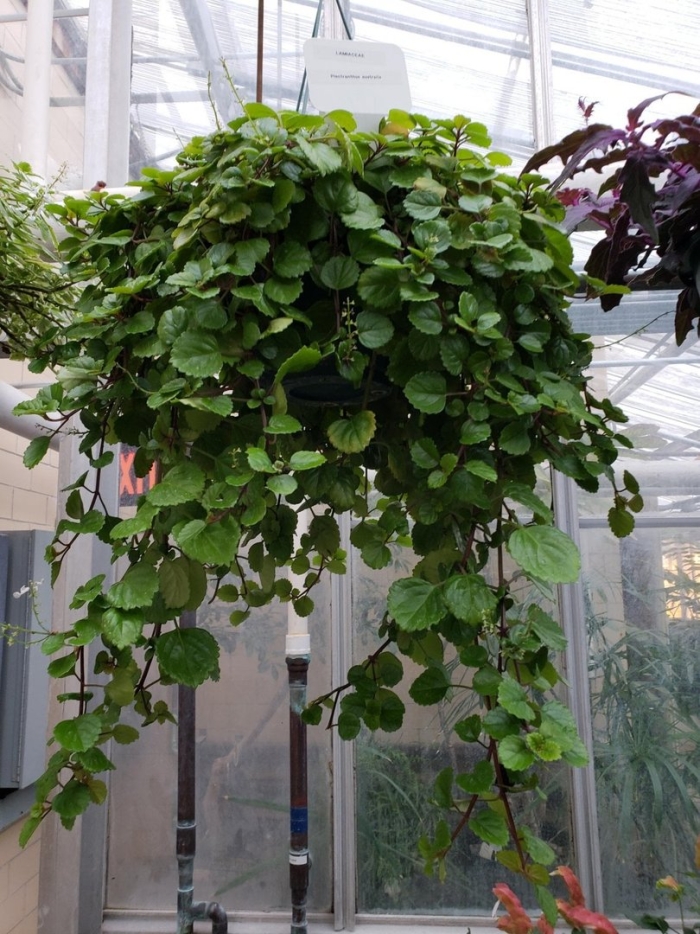 Плющ плектрантус