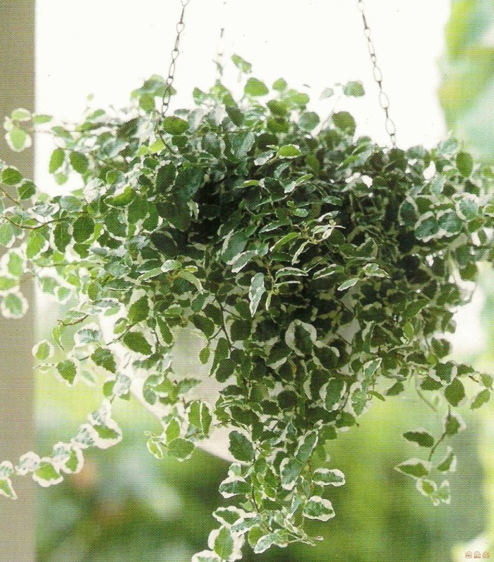 Фикус пумила ампельный