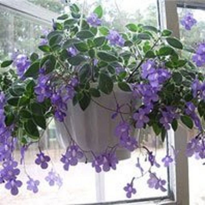 Стрептокарпелла ампельная