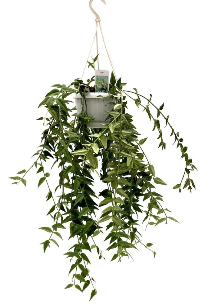 Цветок хойя белла