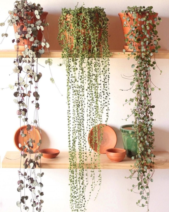 Ампельные лианы суккуленты