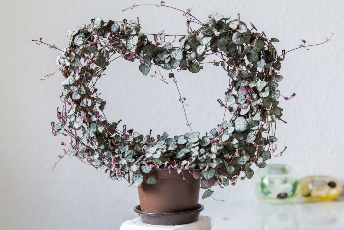 Церопегия вуда