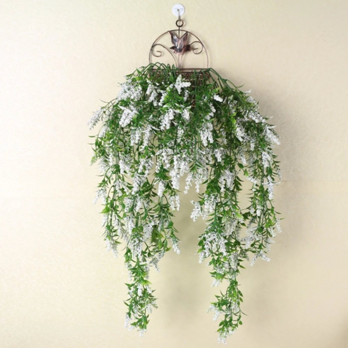 Плющ глициния