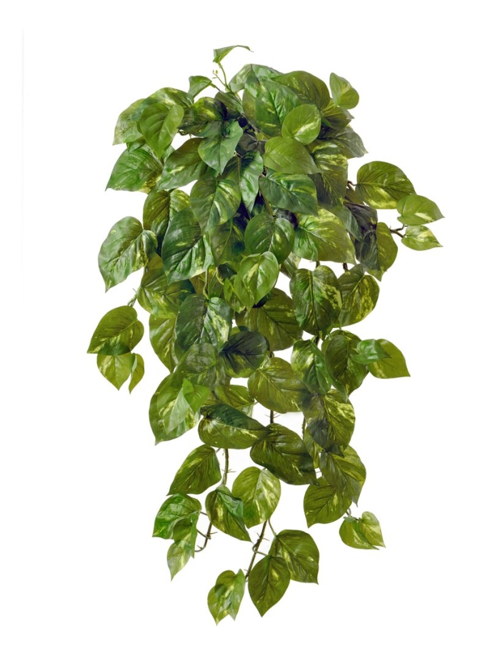 Филодендрон сканденс ампельный