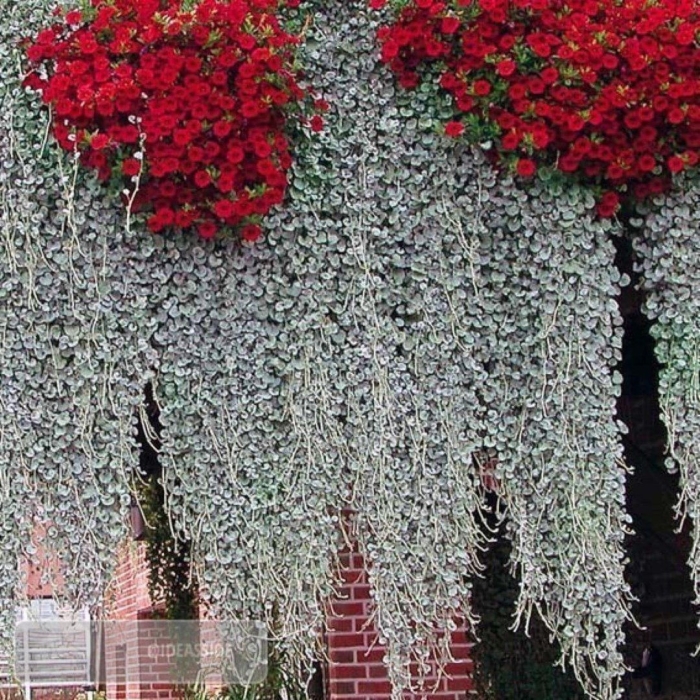 Цветы дихондра изумрудный водопад