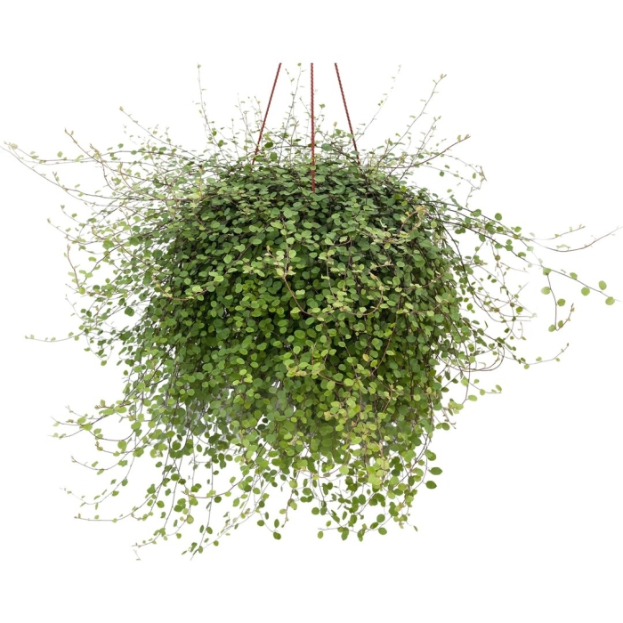 Мюленбекия ампельная