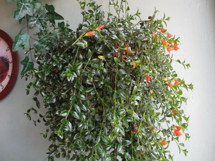 Гипоцирта нематантус