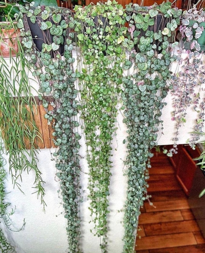 Суккулент ампельный