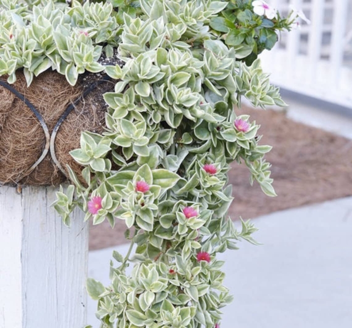 Суккулент аптения