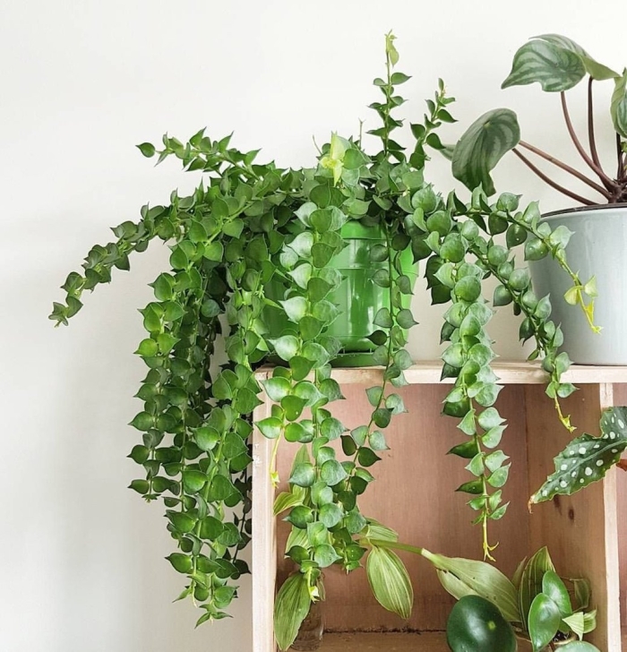 Дисхидия ампельная