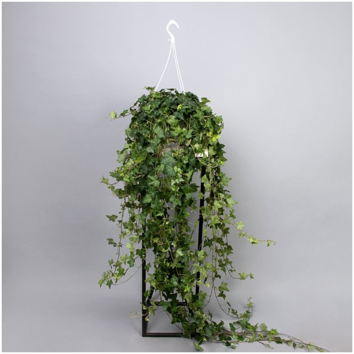 Хедера хеликс вандер