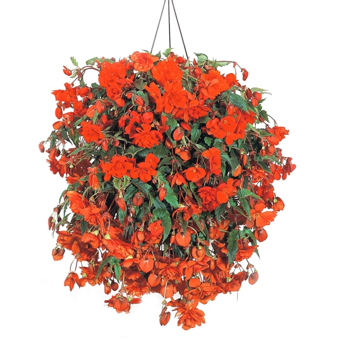 Бегония пендула оранж