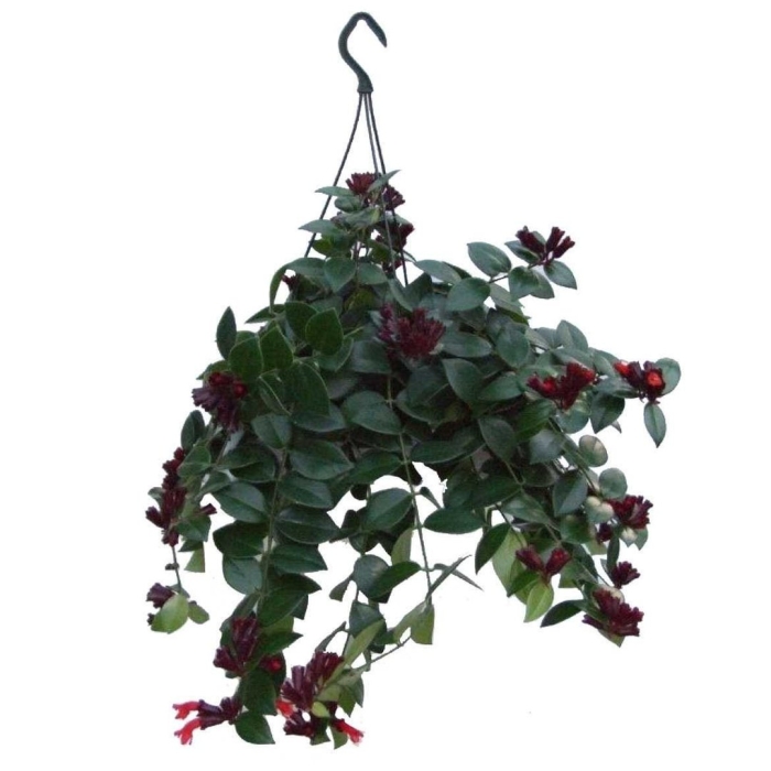 Эсхинантус мона лиза