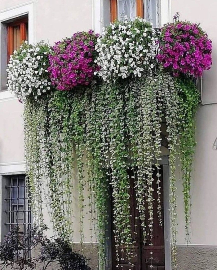 Дихондра ампельная серебристая