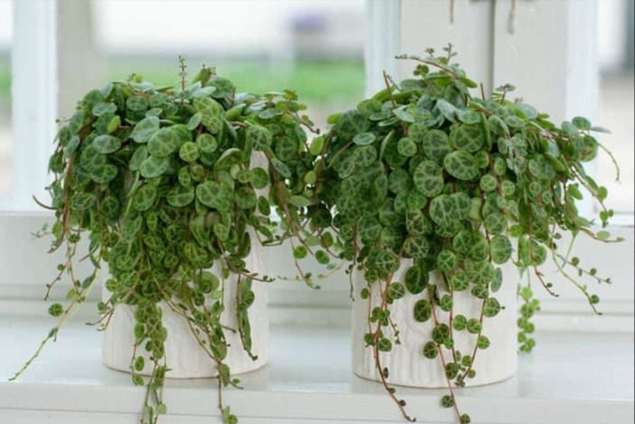 Пеперомия ампельная сканденс