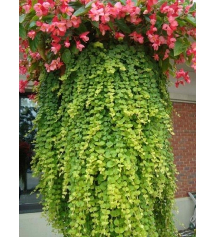 Лизимахия ампельная