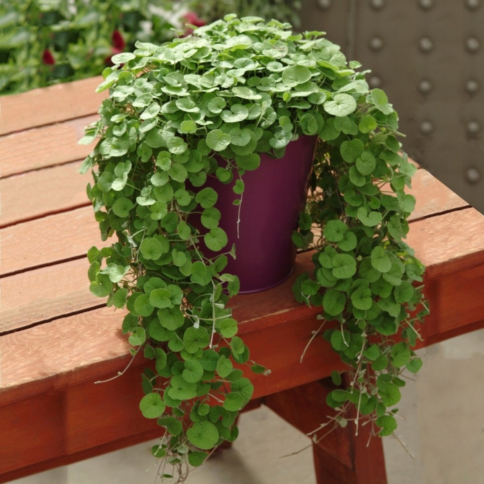 Дихондра изумрудный водопад