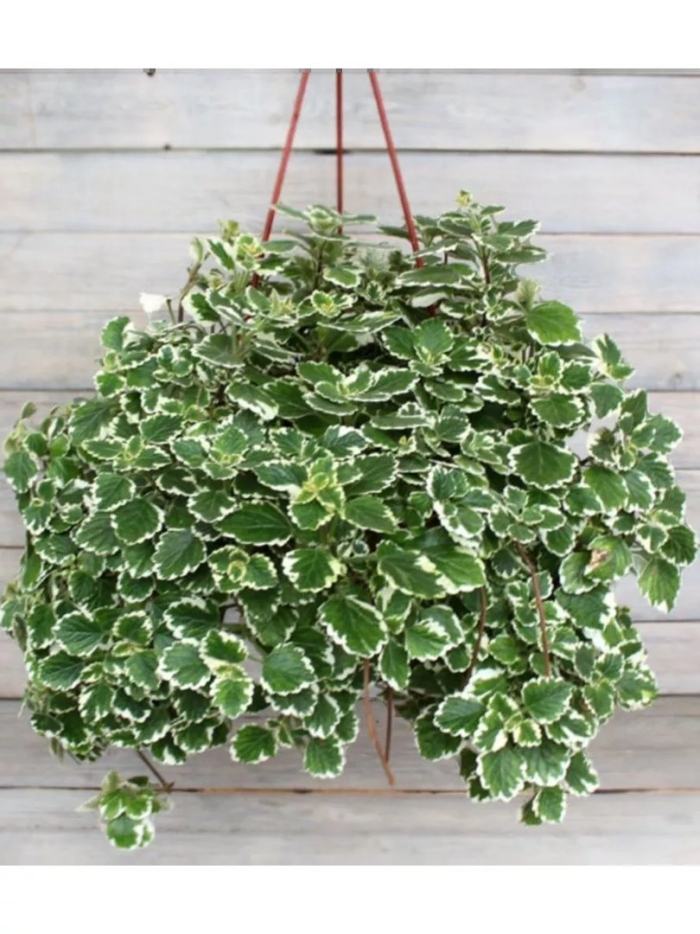 Плектрантус шведский плющ