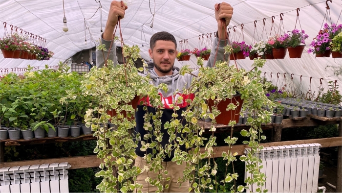 Будра плющелистная вариегата