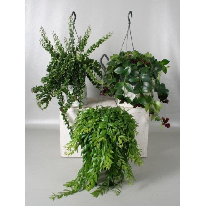 Эсхинантус мона лиза подвесной