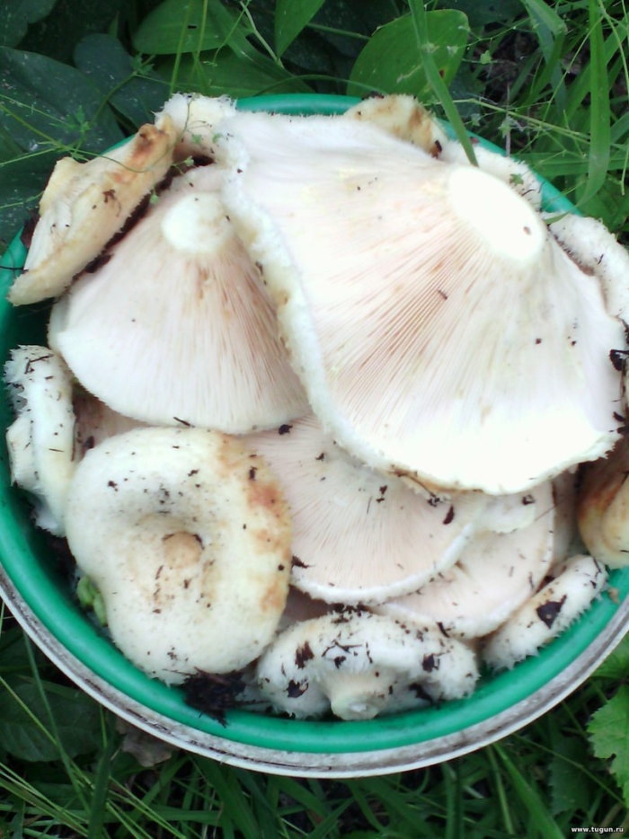 Подгруздок белый сухой груздь