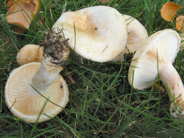 Волнушка белая lactarius pubescens
