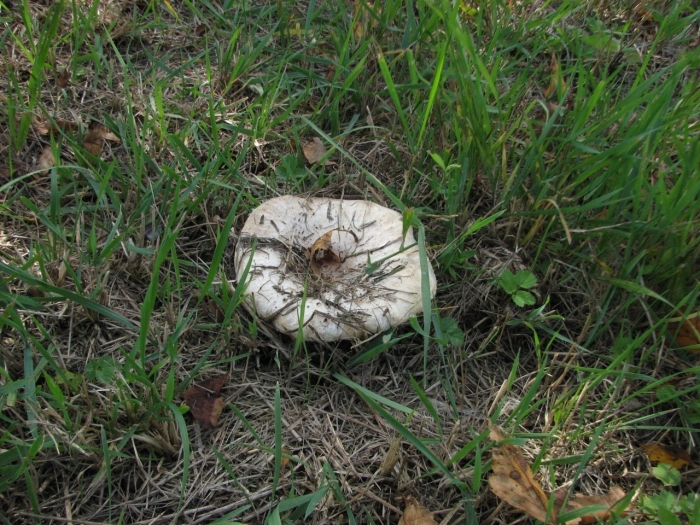 Волнушка белая