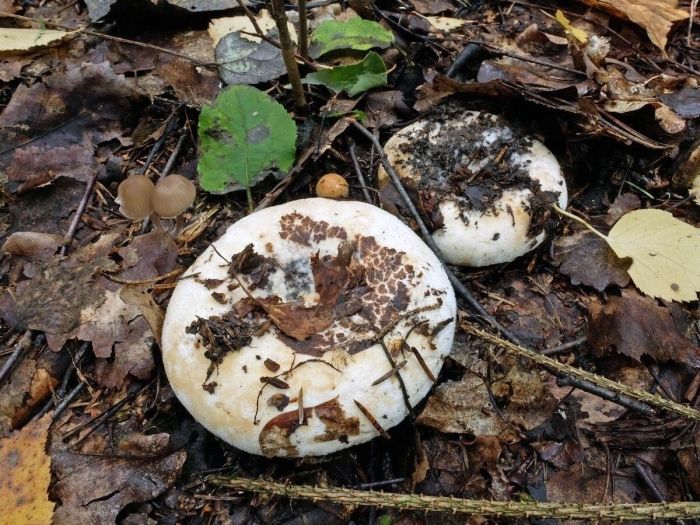 Russula delica (подгруздок белый)