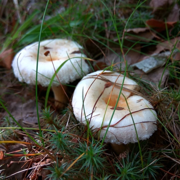 Гриб млечник белый