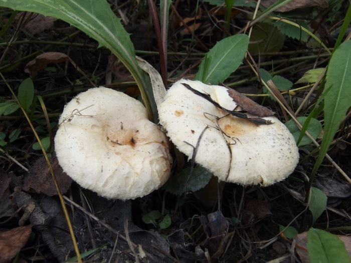 Lactarius pubescens