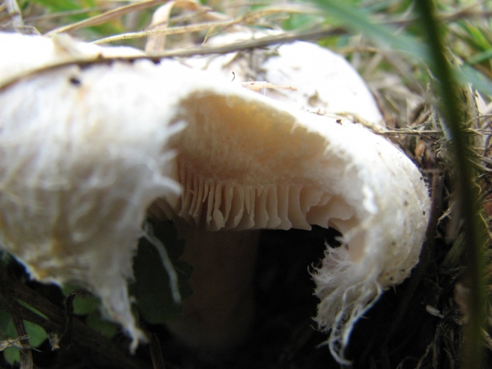 Волнушка белая lactarius pubescens