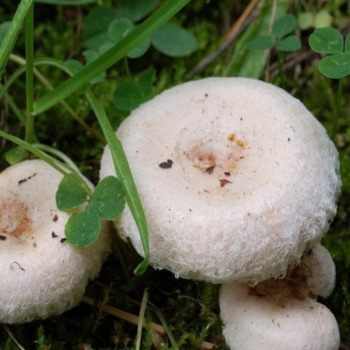 Волнушка белая гриб