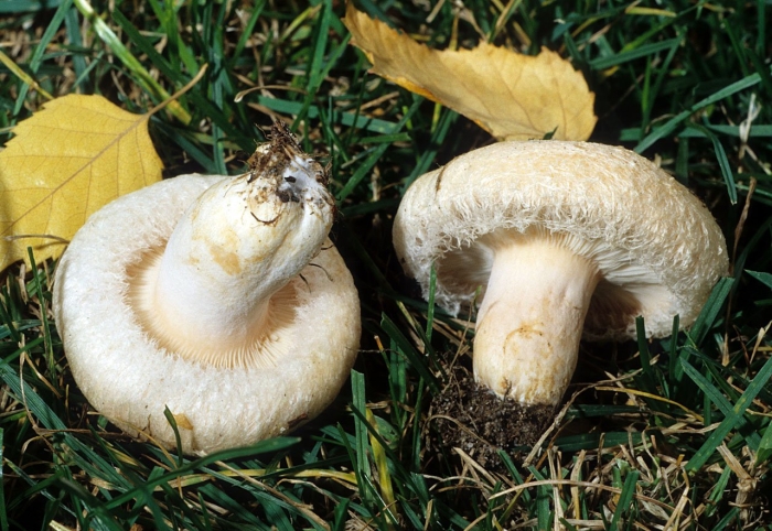 Lactarius torminosus