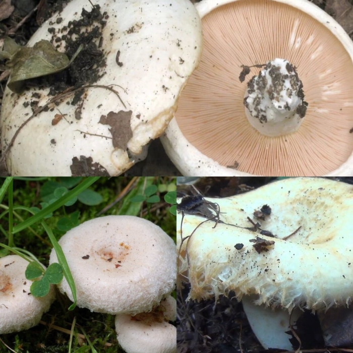 Грузди осиновые