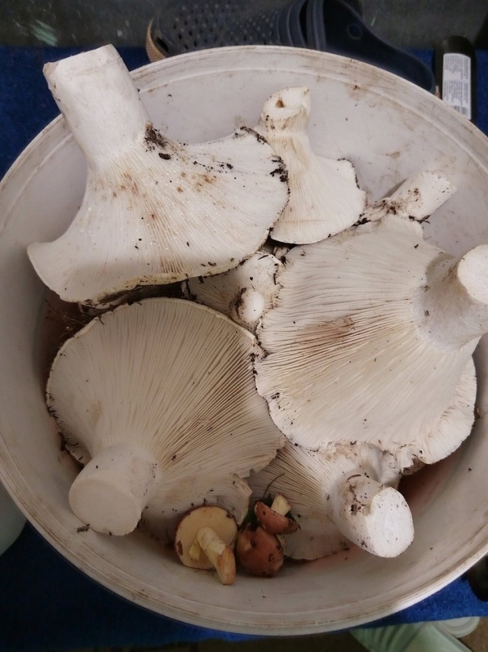 Белый груздь перечный