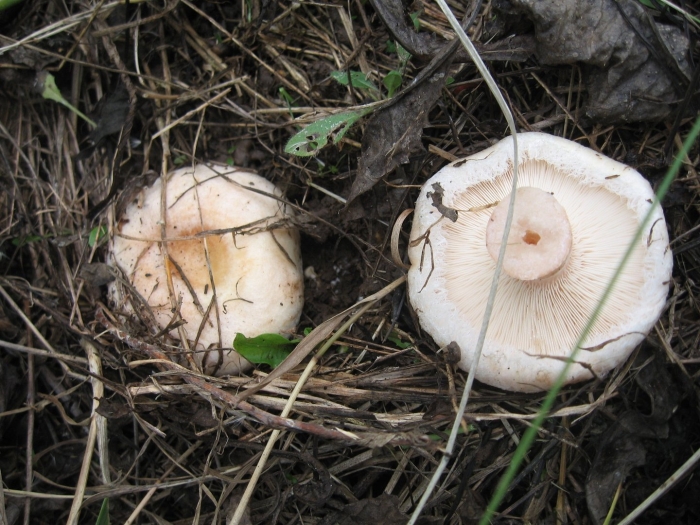 Гриб груздь белый