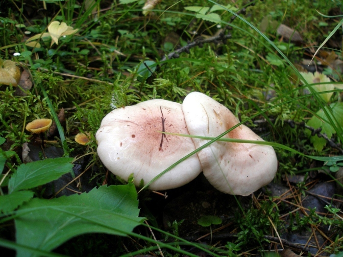 Волнушка белая гриб