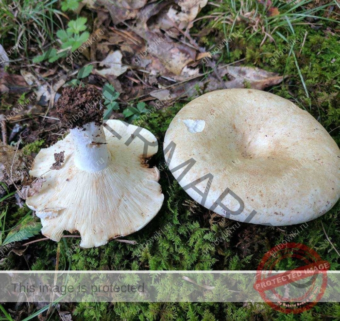 Пластинчатые грибы грузди